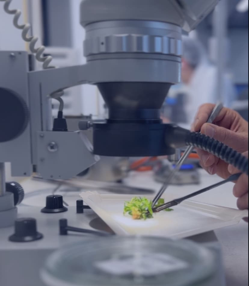 Tissue Culture