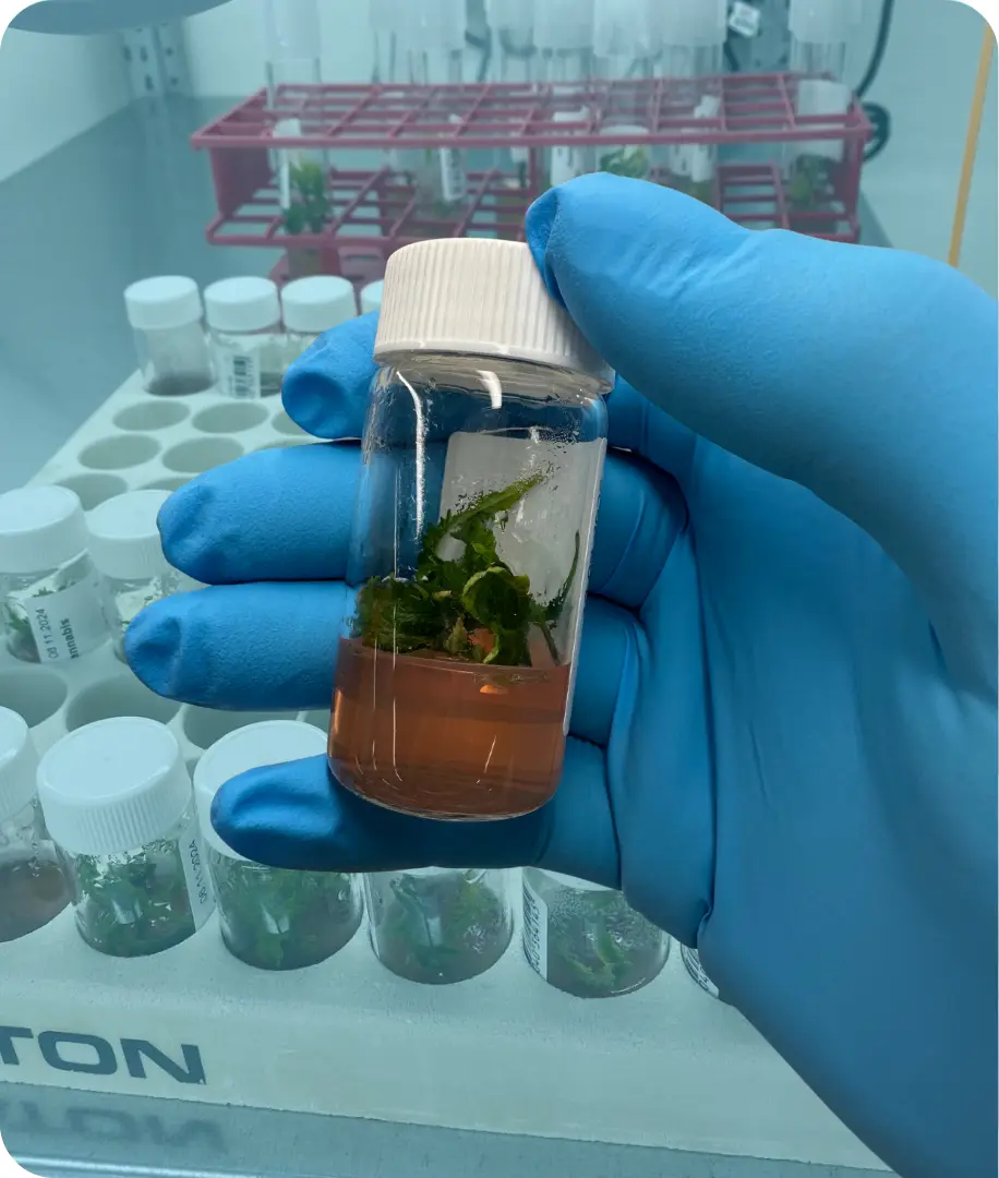 Pathogen Elimination