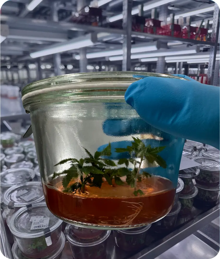 Tissue culture for genetic preservation