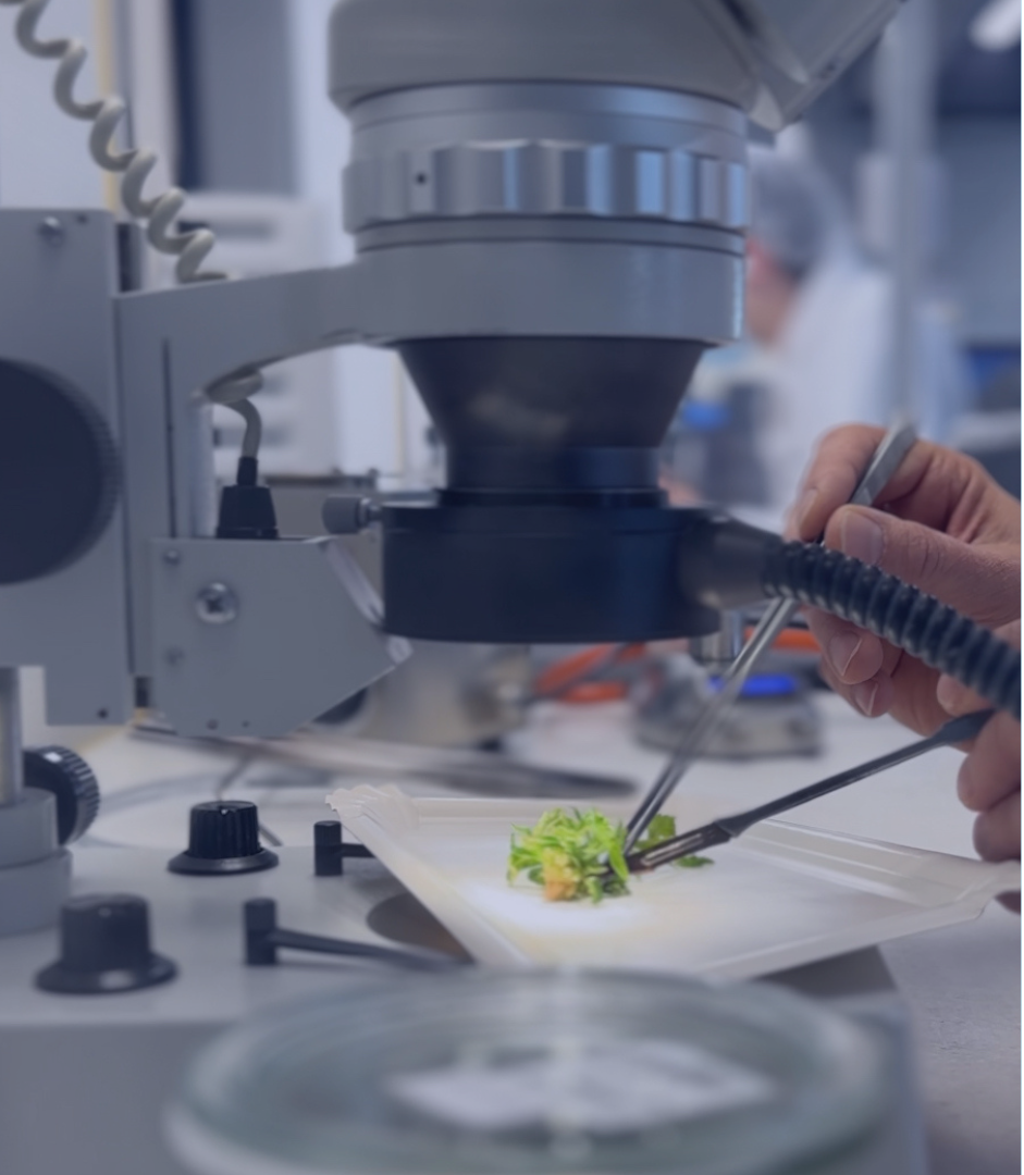 Tissue Culture